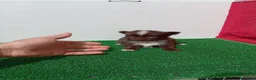 Chihuahua perros en venta: PRECIOSOS CHIHUAHUA RUSO Y ASIÁTICO - Anuncio 22