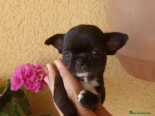 Chihuahua perros en Granada - Anuncio 15