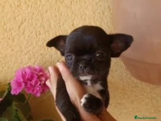 Chihuahua perros Chihuahua precio en Granada - Anuncio 5