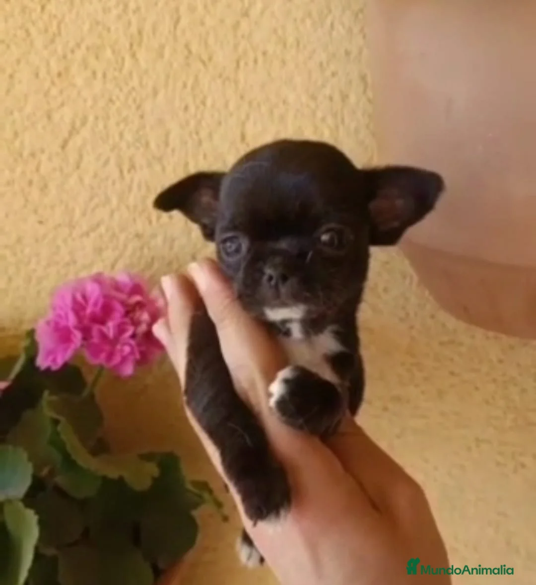 Chihuahua perros en venta: Chihuahua precio  en Granada - Anuncio 1