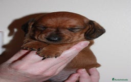 Teckel Miniatura perros en venta: TECKEL MALAGA  - Imagen 3