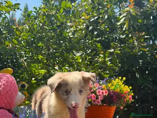 Border Collie perros Border collie - Anuncio 1