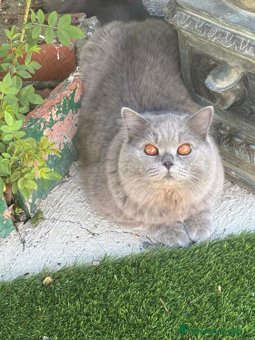Británico de Pelo Corto gatos en venta: British short hair blue y lilac - Anuncio 1
