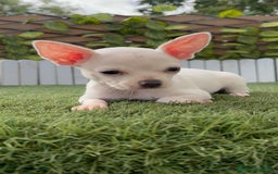 Chihuahua perros en venta: CHIHUAHUA HEMBRA BLANCA - Imagen 8