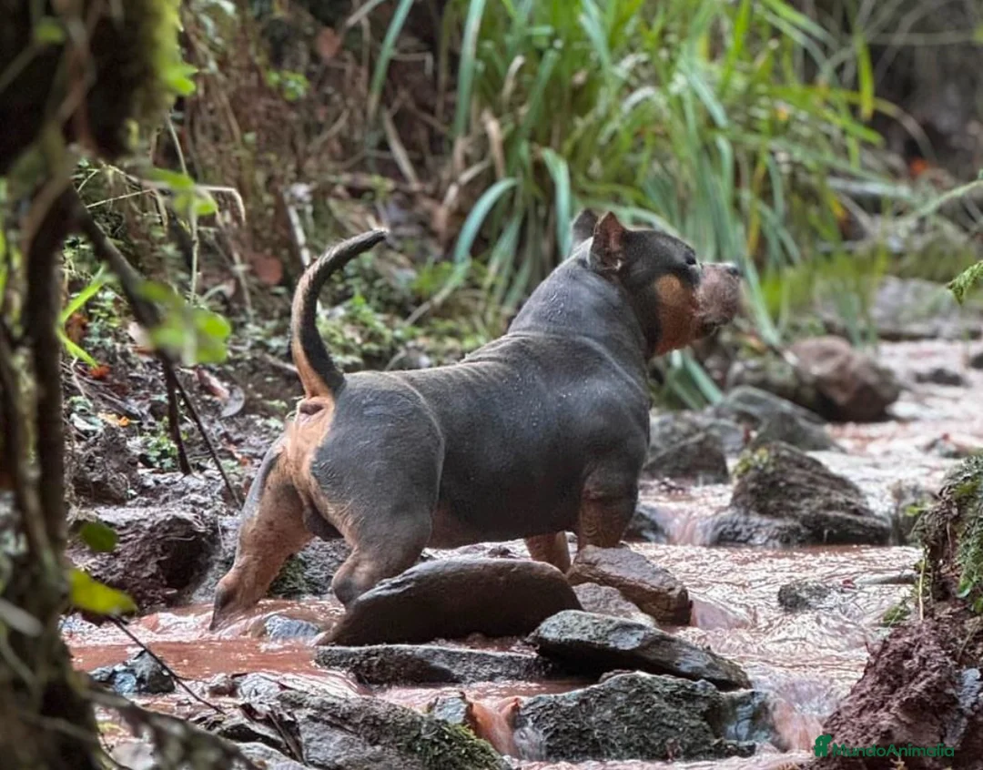 American Bully perros para monta: ABIERTO A MONTAS MACHO DE AMERICAN BULLY POCKET en Cantabria - Anuncio 4