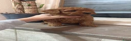 Caniche Toy perros en venta: Caniche Toy rojo - Anuncio 2