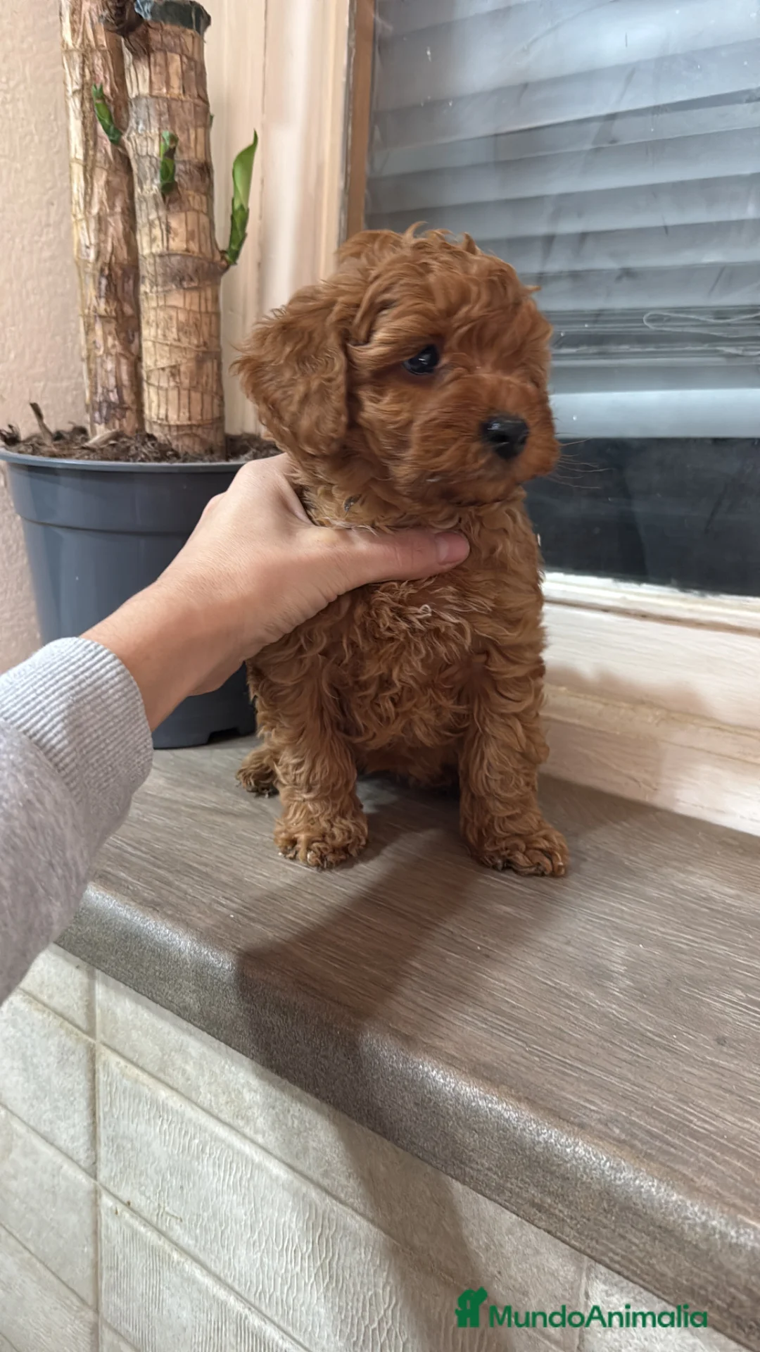 Caniche Toy perros en venta: Caniche Toy rojo - Anuncio 2