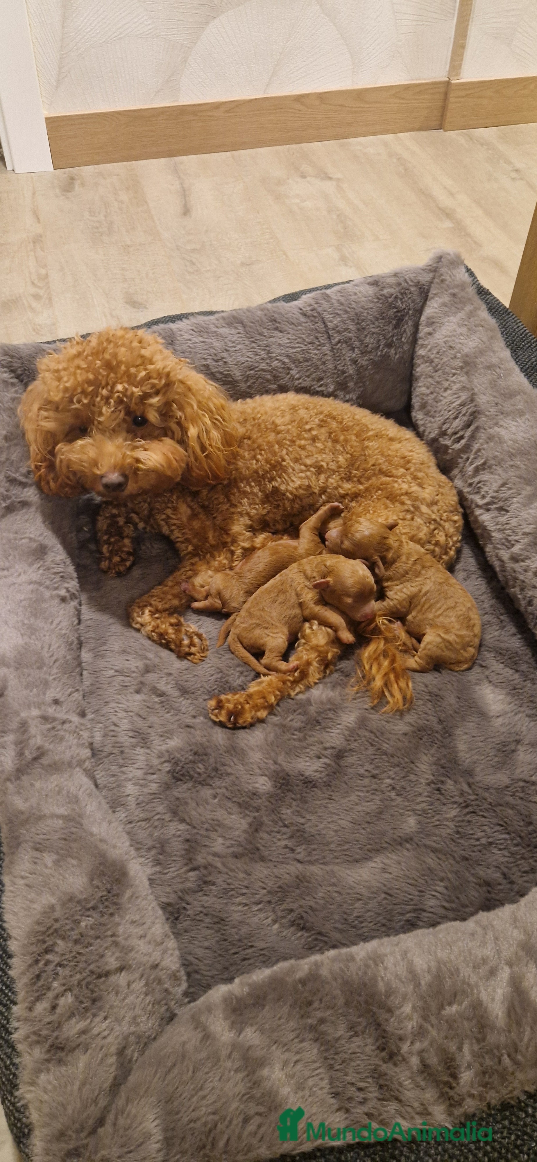 Caniche Toy perros Caniche toy rojo. - Anuncio 2