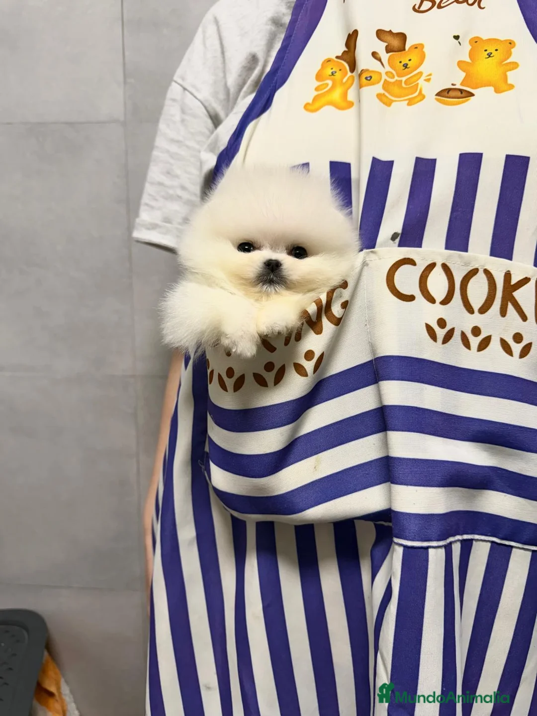 Pomerania perros en venta: Macho muy pequeño de tamaño  - Anuncio 1