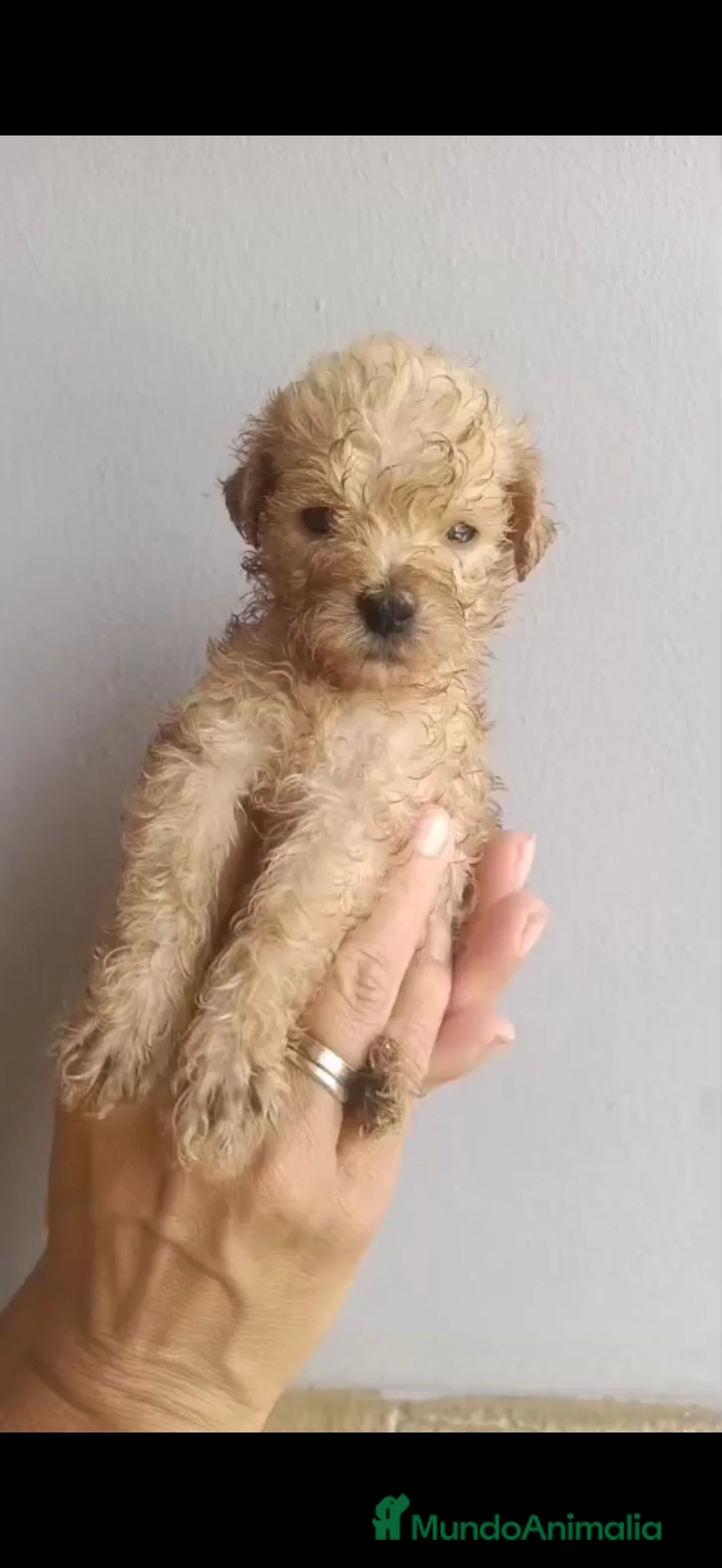 Caniche Toy perros en venta: Caniche apricot toy disponible 🐶🐾🔥 - Anuncio 2