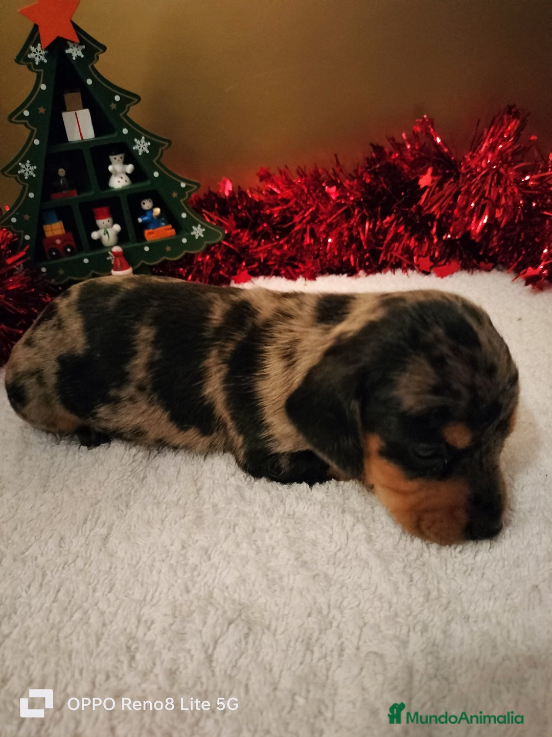 Teckel Miniatura perros en venta: Cachorros de teckel Arlequin miniatura  - Anuncio 2