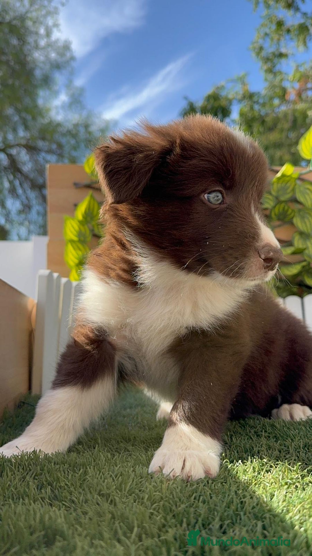 Border Collie perros en venta: BORDER COLLIE MACHO CHOCOLATE - Imagen 16