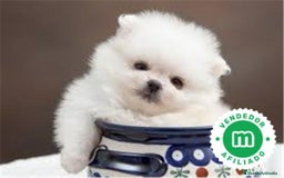 Pomerania perros en venta: Pomerania lulu Toy blanco MACHO Disponible  - Anuncio 2