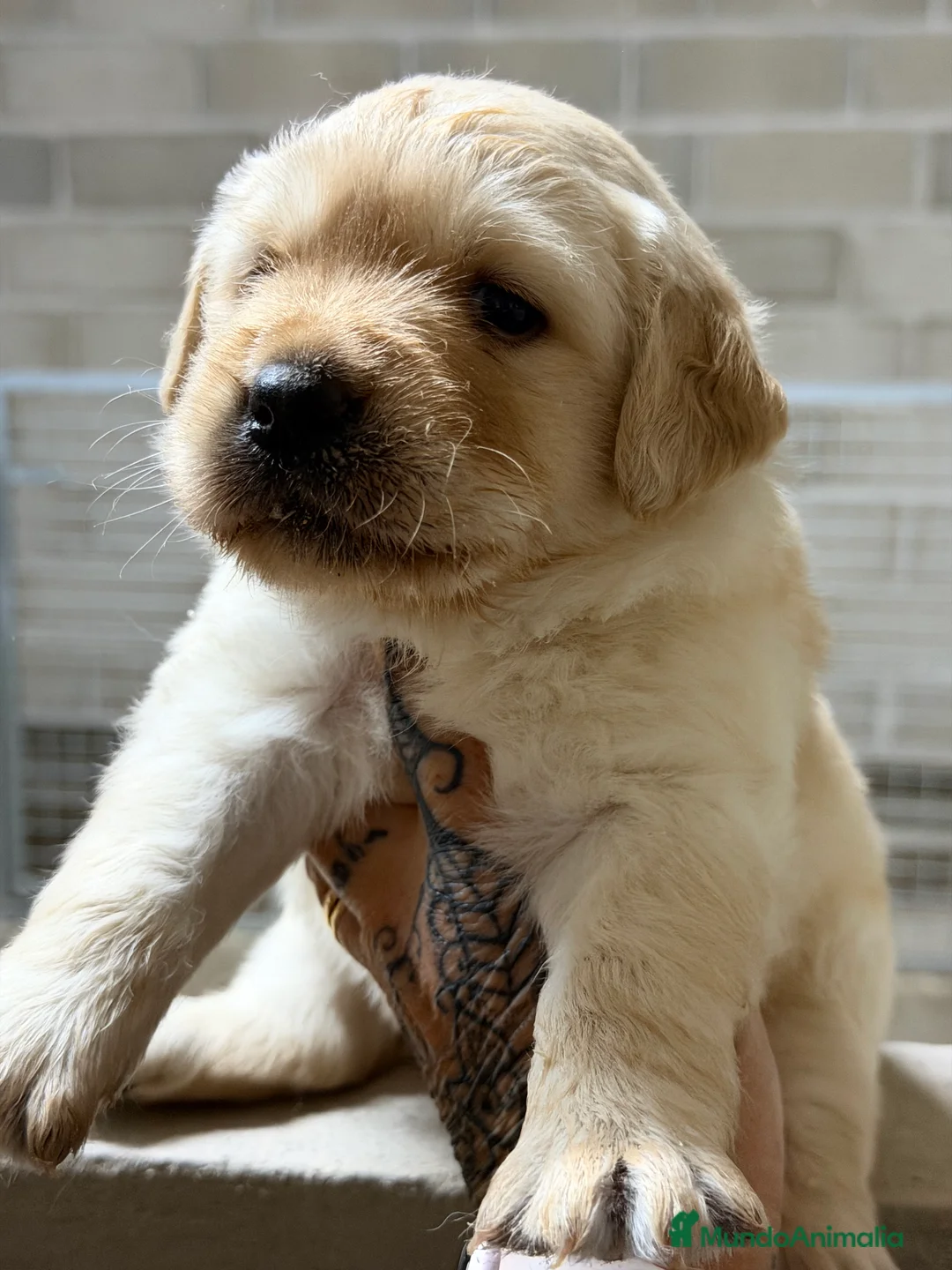 Labrador Retriever perros en venta: Labrador Fluffy  - Anuncio 3