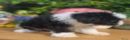 Perro de Agua Español perros en venta: Preciosos cachorros de perro de aguas - Anuncio 5