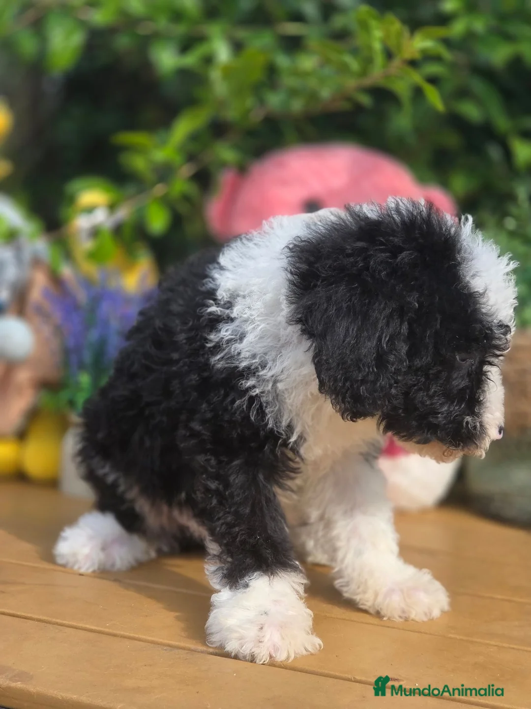 Perro de Agua Español perros en venta: Preciosos cachorros de perro de aguas - Anuncio 5