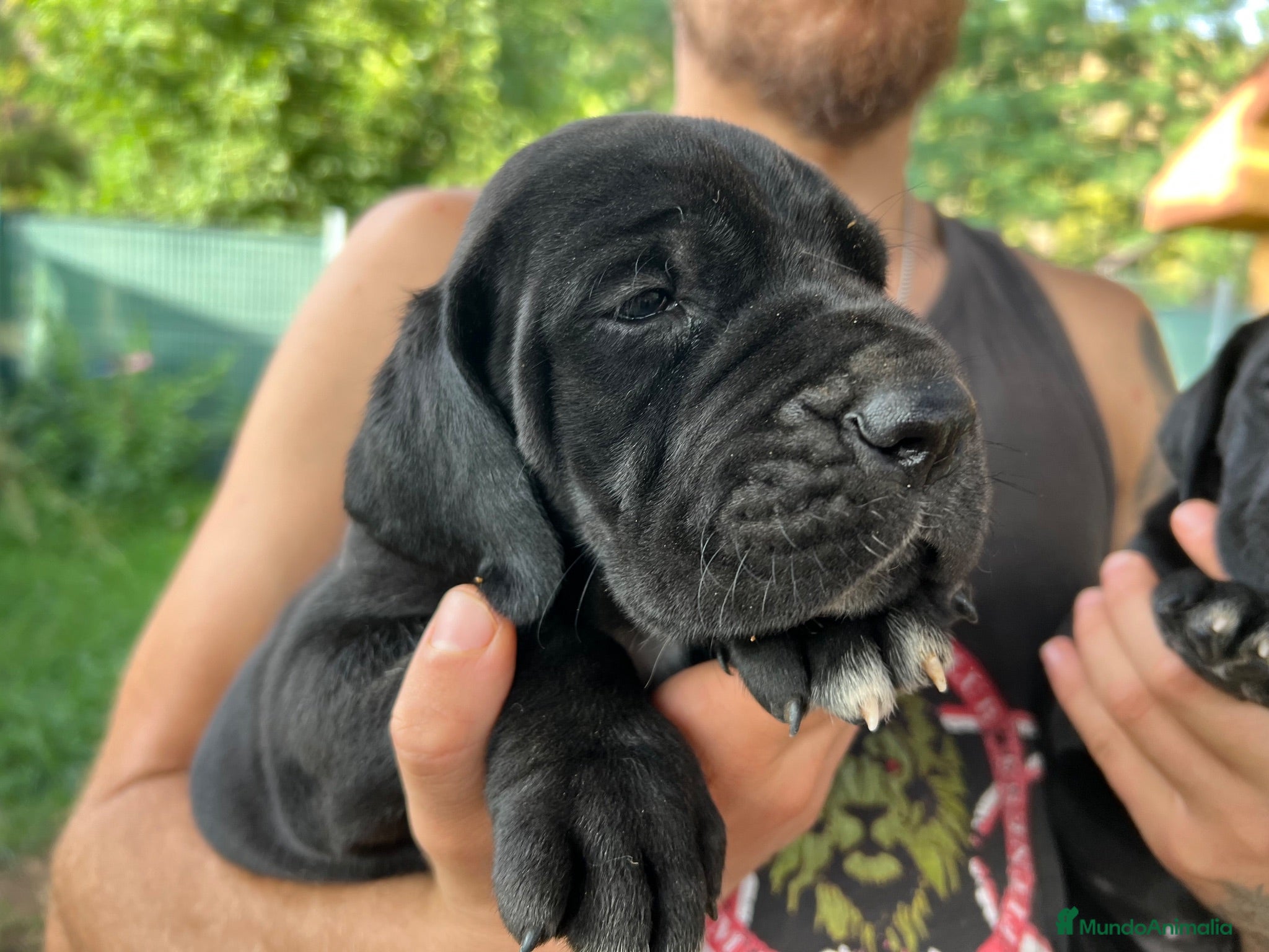 Dogo Alemán perros Cachorros de dogo alemán/ gran danés  - Anuncio 2