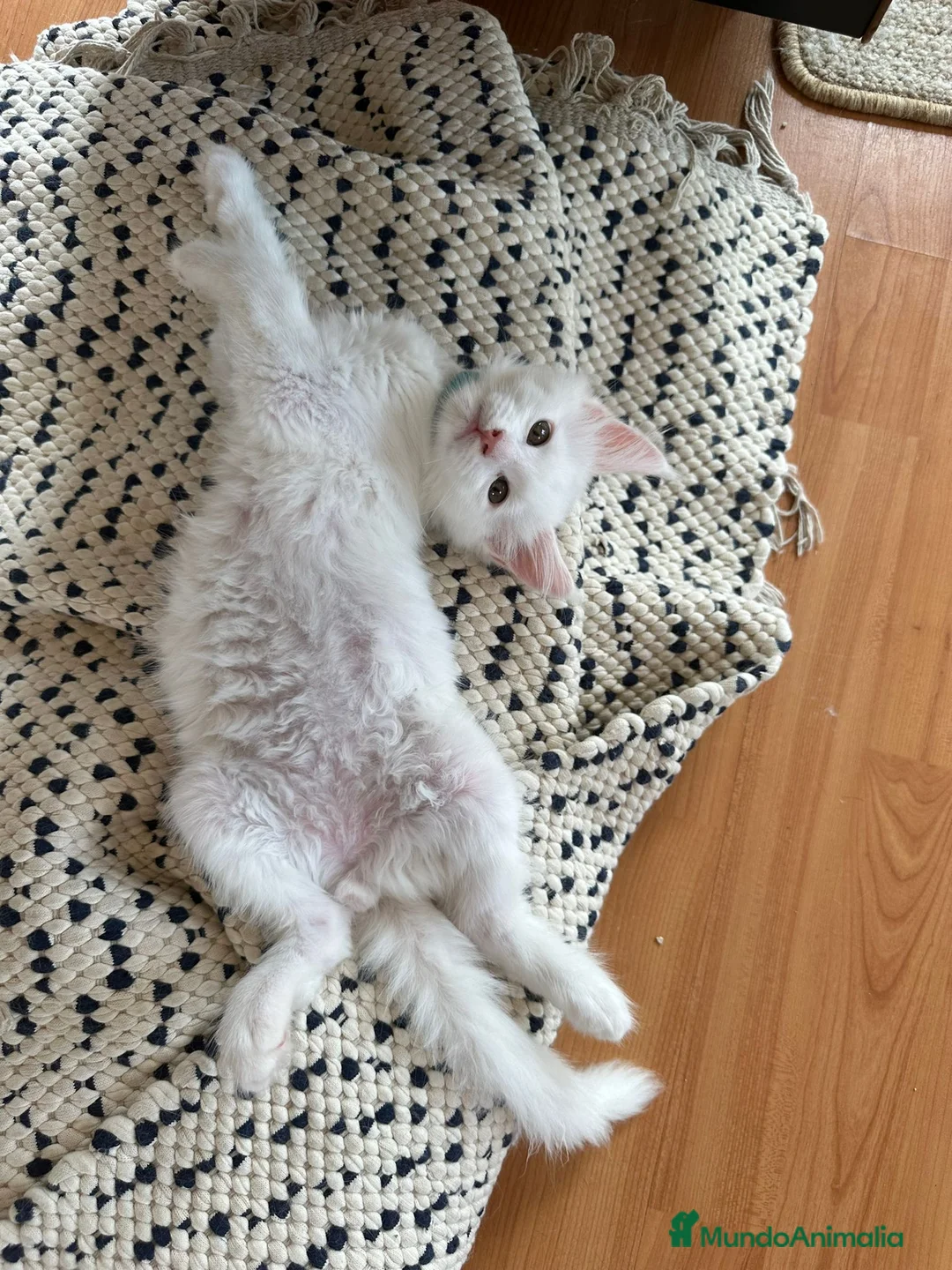 Maine Coon gatos en venta: Adorable Mainecoon macho blanco en Madrid - Anuncio 4