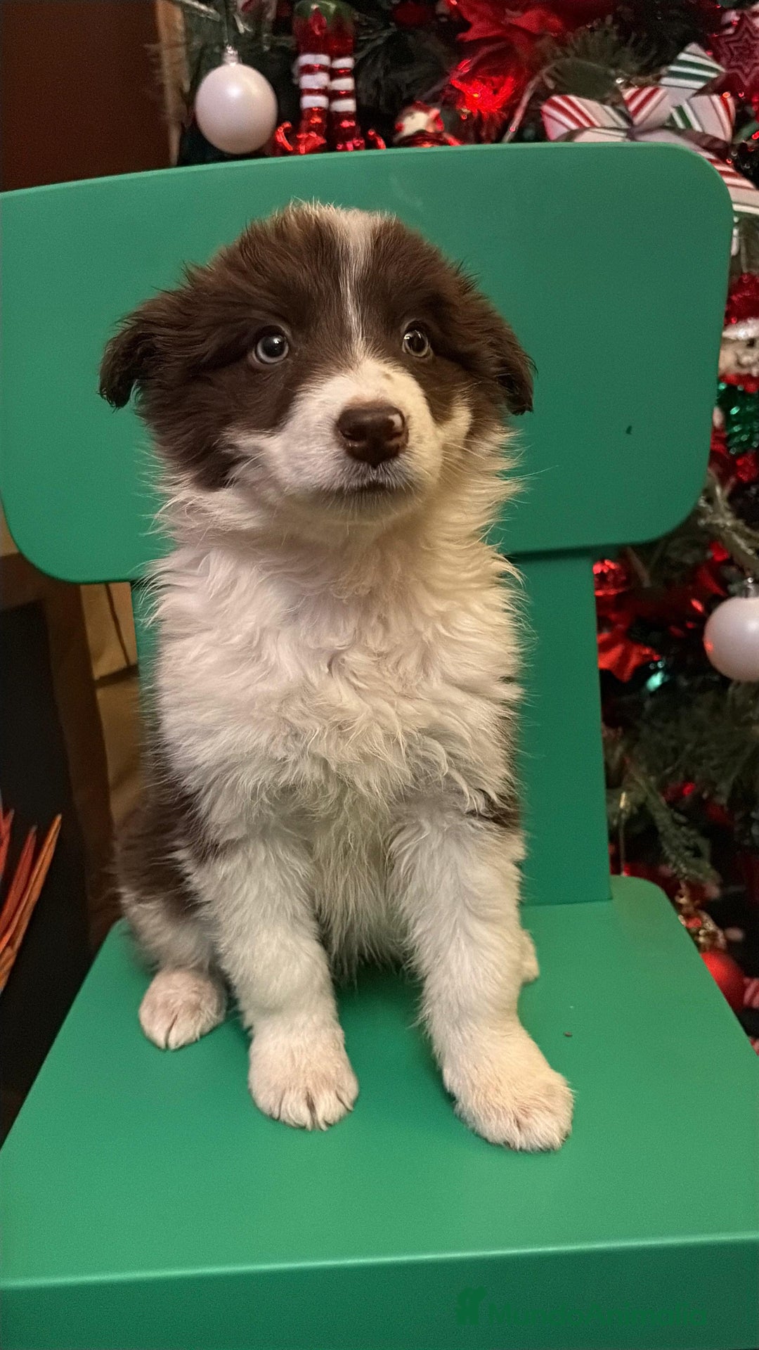 Border Collie perros en venta: Últimos cachorros de Boder collie!! - Anuncio 7