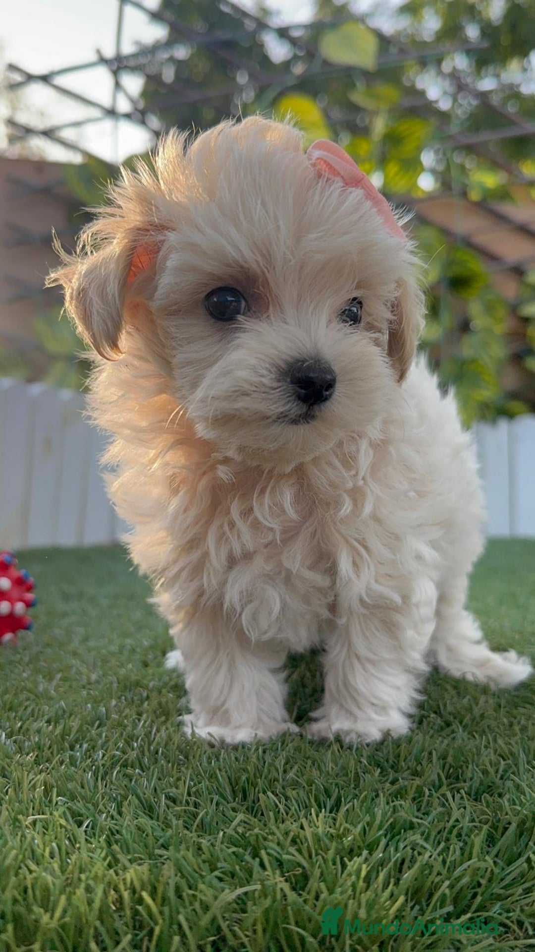 Maltipoo perros en venta: MALTIPOO MACHO - Imagen 3