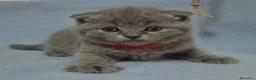 Británico de Pelo Corto Azul gatos en venta: BRITANICO PELO CORTO AZUL (SCOTTISH FOLD) - Anuncio 3