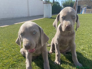Braco Italiano perros en Badajoz - Anuncio 6
