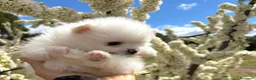Pomerania perros en venta: Pomerania hembras disponibles toy  - Anuncio 5