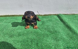 Teckel Miniatura perros en venta: TECKEL MINIATURA  - Imagen 2