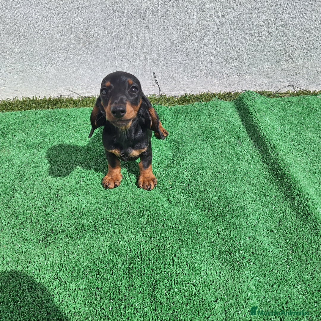 Teckel Miniatura perros en venta: TECKEL MINIATURA  - Imagen 2