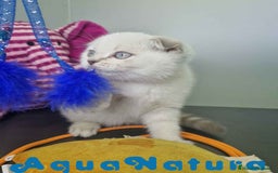 Scottish Fold gatos en venta: Scottish Fold Macho 7912 AQUANATURA - Imagen 10