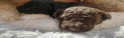 Perro de Agua Español perros en venta: Perros de agua Prao Toro 🤎🖤 - Anuncio 6