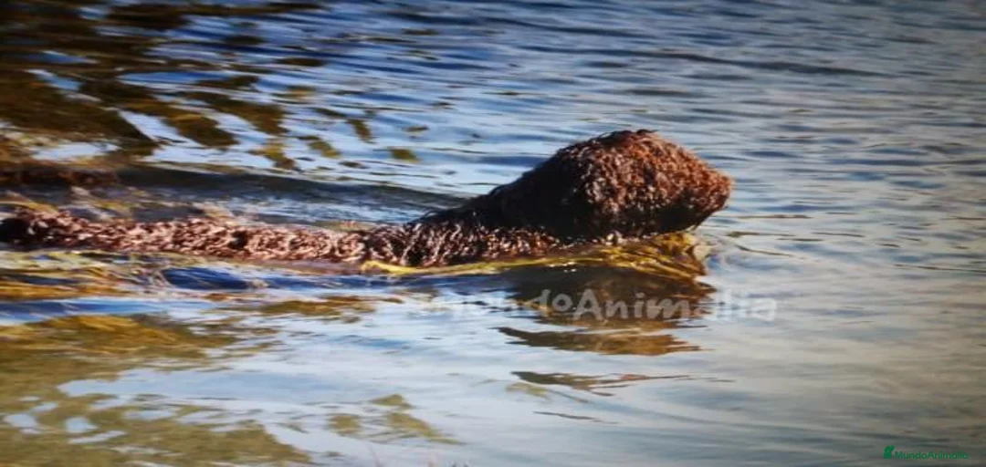 Imagen de galería {{count}}