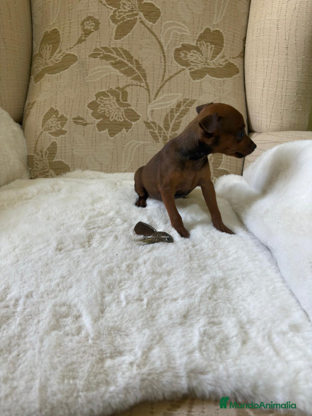 Pinscher Miniatura perros en venta: Pinscher Miniatura cachorros de ensueño - Imagen 28
