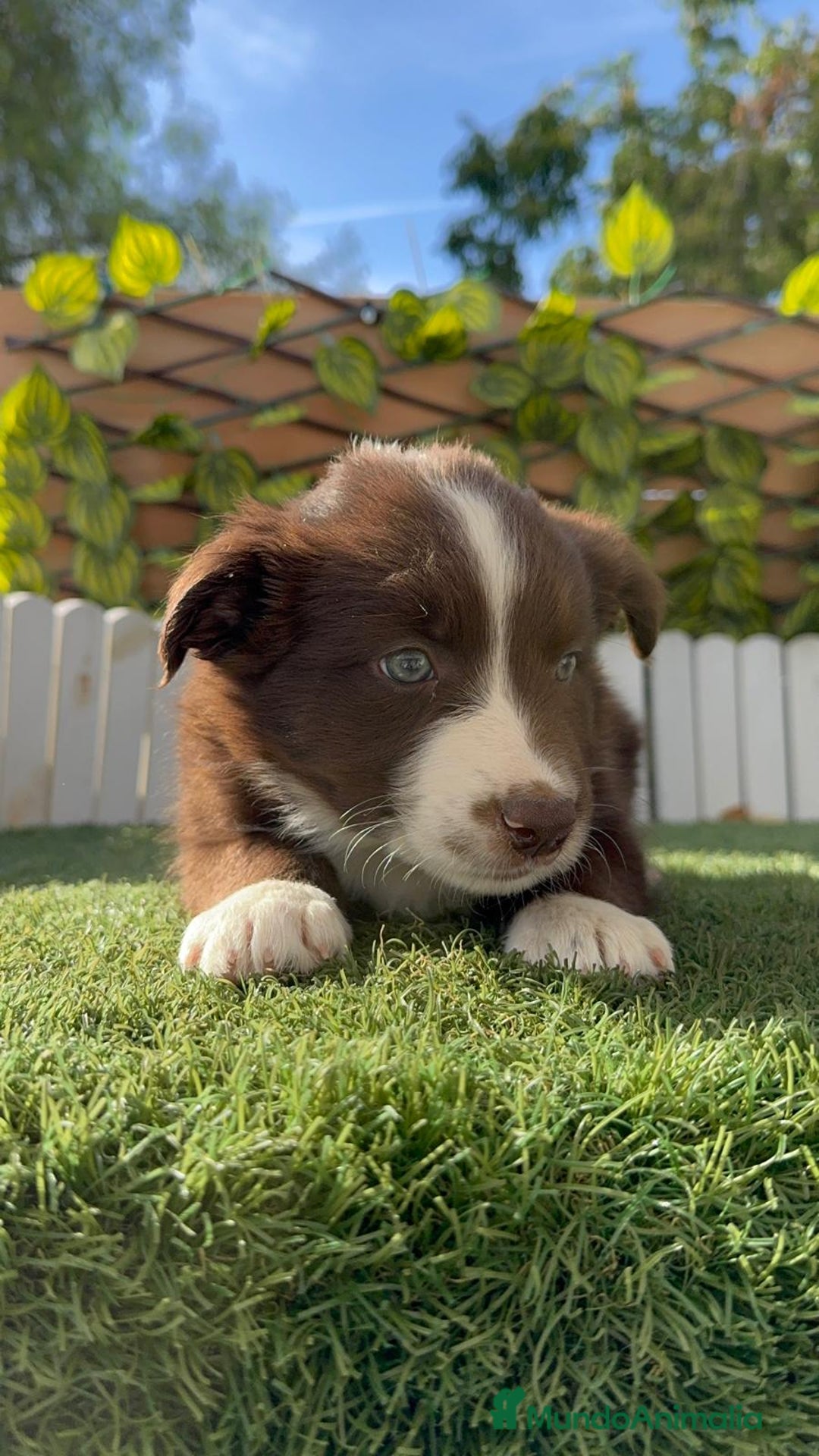 Border Collie perros en venta: BORDER COLLIE HEMBRA CHOCOLATE - Imagen 10