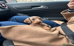 Teckel Miniatura perros en venta: teckel arlequin chocolate - Imagen 1