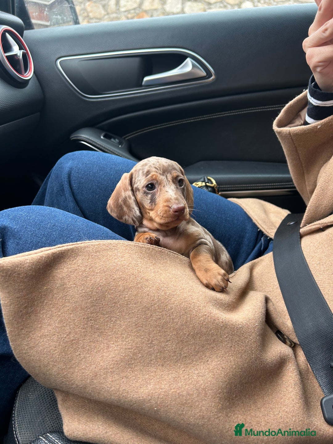 Teckel Miniatura perros en venta: teckel arlequin chocolate - Imagen 1