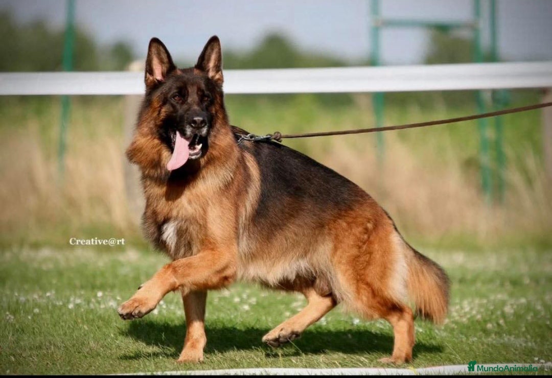 Pastor Alemán perros en venta: ! Próxima camada Pastores Alemanes Competición  - Imagen 7