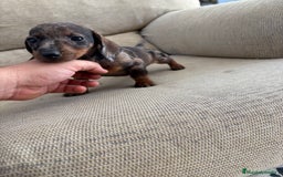 Teckel perros en venta: Teckel kaninchen  - Imagen 1