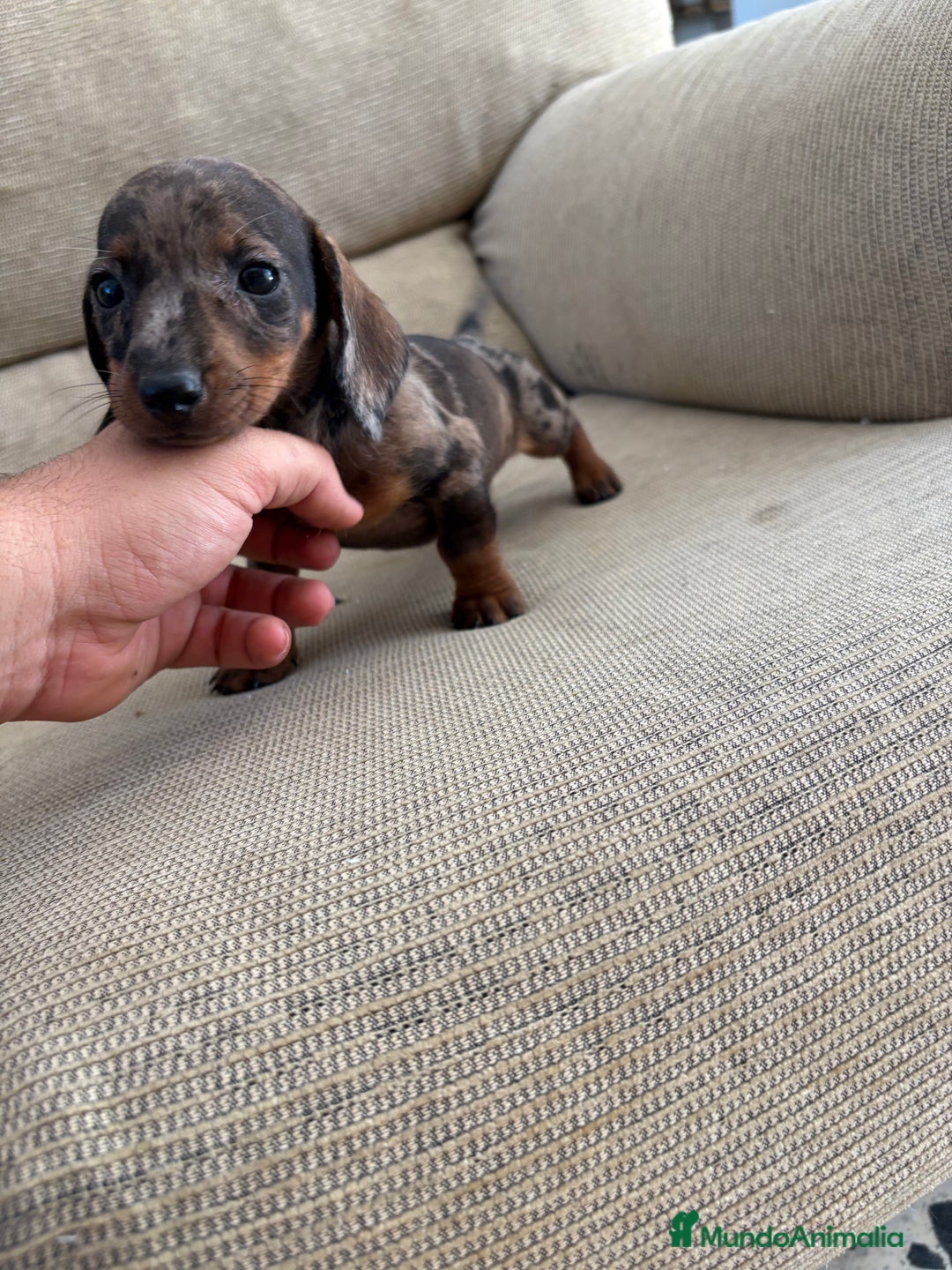 Teckel perros en venta: Teckel kaninchen  - Imagen 1