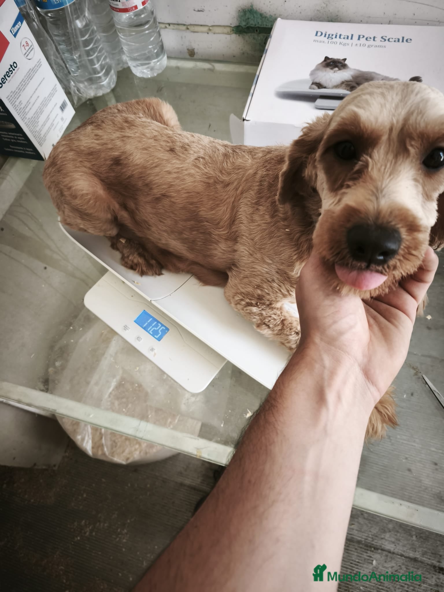 Goldendoodle perros Machos de goldendoodle en Sevilla  - Anuncio 16