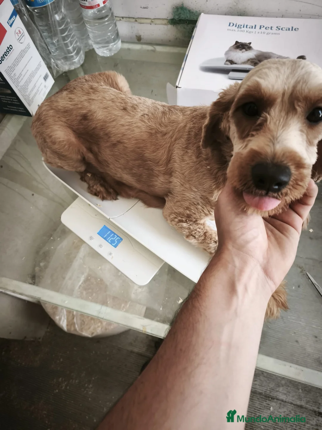 Goldendoodle perros en venta: Machos de goldendoodle en Sevilla  - Anuncio 1