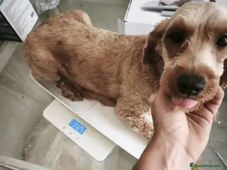 Goldendoodle perros Machos de goldendoodle en Sevilla - Anuncio 16