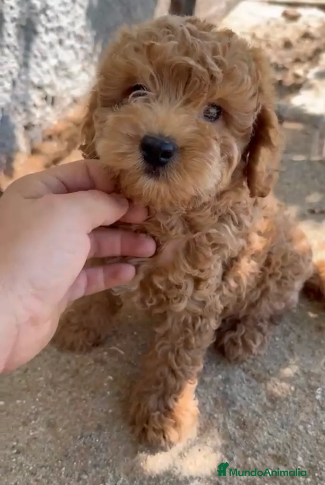 Caniche Toy perros en venta: ¡¡ ÚLTIMO CANICHE DISPONIBLE !!!🐶🐾 en Málaga - Anuncio 5