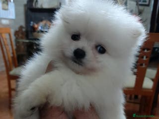 Pomerania perros IMPRESIONANTES LULUS POMERANEA en Madrid - Anuncio 6