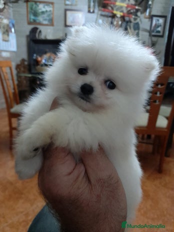 Pomerania perros en Madrid - Anuncio 7