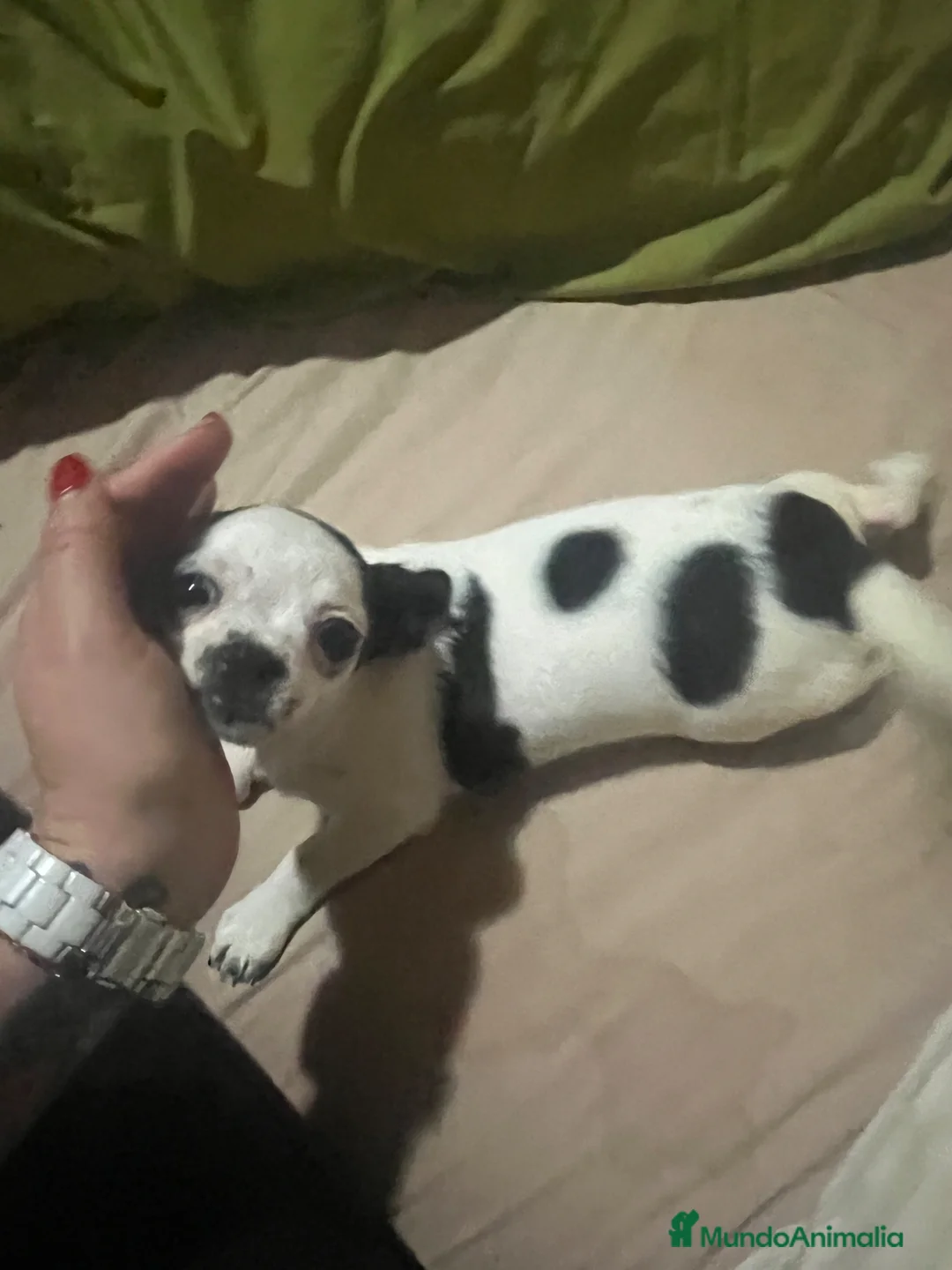 Chihuahua perros en venta: Chihuhua hembra - Anuncio 1