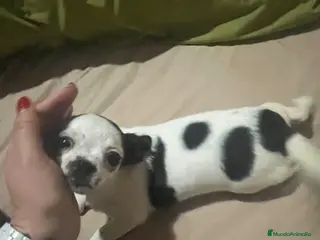 Chihuahua perros Chihuhua hembra - Anuncio 1