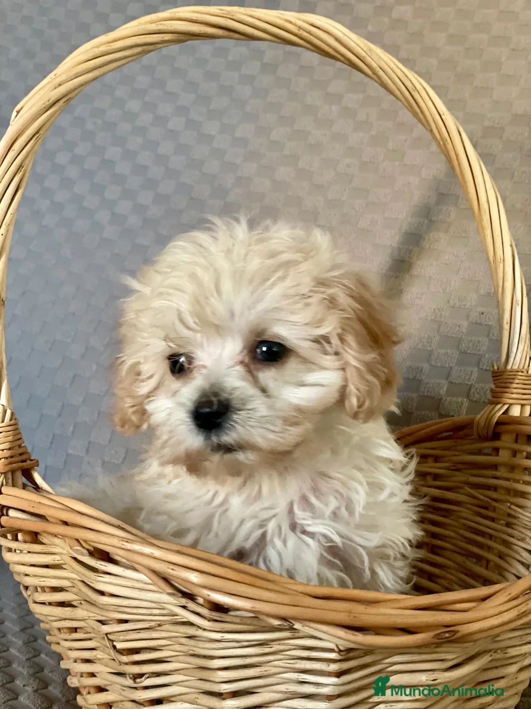Maltipoo perros en venta: Camada de Maltipoo en Mallorca  - Anuncio 2