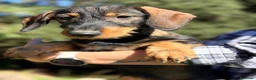 Teckel perros en venta: Teckel pelo duro hembras - Anuncio 8
