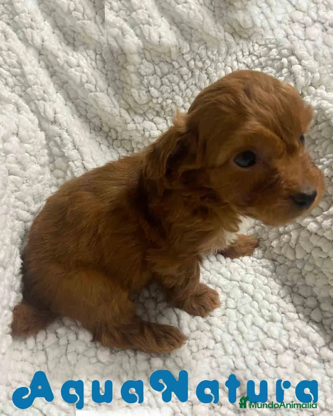 Havapoo perros en venta:  Havapoo Macho 1 de Haya y Can AQUANATURA - Anuncio 3